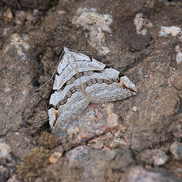 Aplocera sp (Treble Bar).JPG